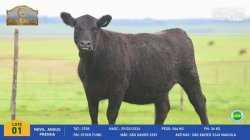 Novilha Angus Prenha