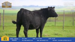 Novilha Angus Prenha