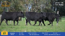 3 Terneiras Angus
