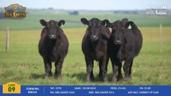 3 Terneiras Angus