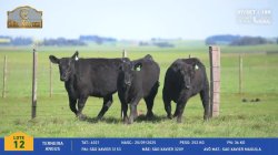 3 Terneiras Angus