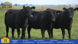 3 Terneiras Angus