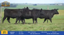 3 Terneiras Angus