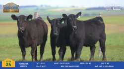 3 Terneiras Angus