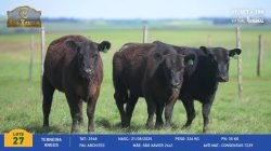 3 Terneiras Angus