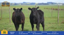 2 Terneiras Angus