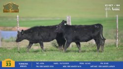 2 Terneiras Angus