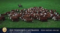 250 TERNEIROS CASTRADOS