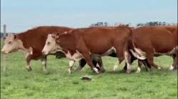 5 Vacas Hereford PO Prenhas
