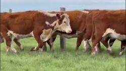8 Vacas Hereford Prenhas