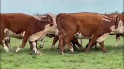 10 Vacas Hereford Prenhas