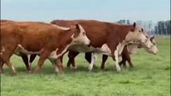 7 Vacas Hereford Prenhas
