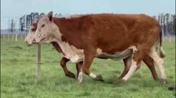 2 Vacas Braford Prenhas