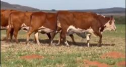 5 Vacas Braford Prenhas