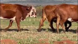 5 Vacas Braford Prenhas