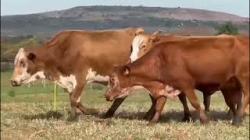 5 Vacas Braford Prenhas