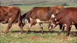 7 Vacas Braford Prenhas