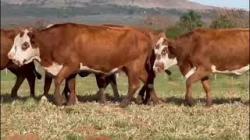 6 Vacas Braford Prenhas