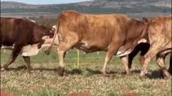 7 Vacas Braford Prenhas