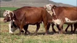 7 Vacas Braford Prenhas