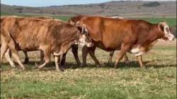 10 Vacas Braford Prenhas