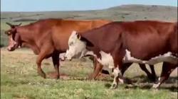10 Vacas Braford Prenhas