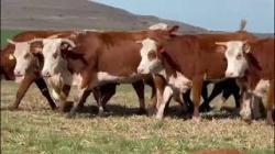 10 Vacas Braford Prenhas