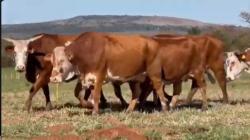 7 Vacas Braford Prenhas