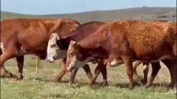 8 Vacas Braford Prenhas