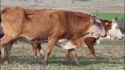 8 Vacas Braford Prenhas