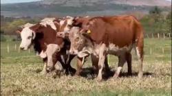 5 Vacas Braford Prenhas