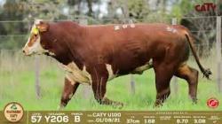 Y206