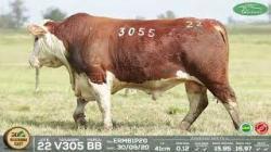 lote 22