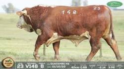 lote 23