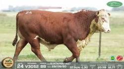 lote 24