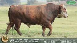 lote 25