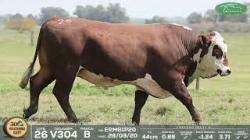 lote 26
