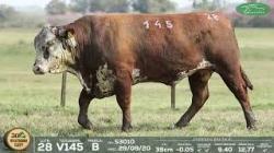 lote 28