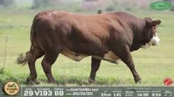 lote 29