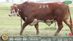 lote 30