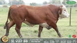 lote 31