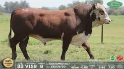lote 33