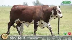 lote 35