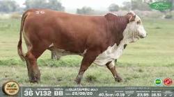 lote 36