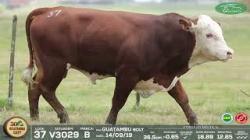 lote 37