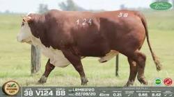 lote 38