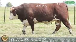 lote 39