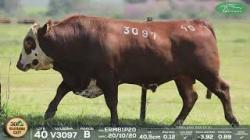 lote 40