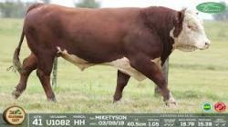 lote 41