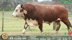lote 43